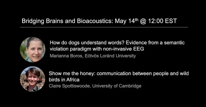 Bridging Brains and Bioacoustics: May 14th 2024 at 12pm EST

from Marianna Boros: How do dogs understand words? Evidence from a semantic violation paradigm with non-invasive EEG

from Claire Spottiswoode: Show me the honey: communication between people and wild birds in Africa