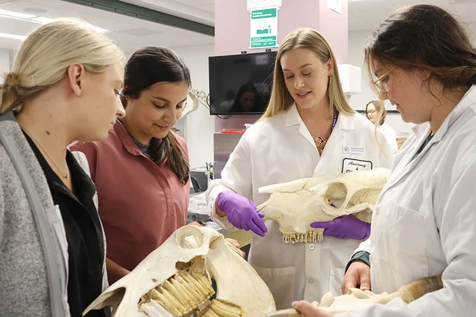 Chandler reviews anatomical features on livestock skulls with first-year veterinary students Mackenzie Birney, Whitney Leiblie and Kayleigh Corless.