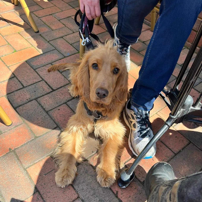 Golden Cocker Spaniel, Hovis, laying on a brick floor by a coffee table outside next to the legs of his volunteer trainer. He is looking straight ahead directly at the camera.