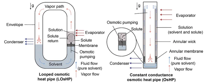 The two major types of osmotic heat pipes: a looped osmotic heat pipe with the vapor and liquid occupying distinct parts of the system, and a constant conductance osmotic heat pipe where the vapor and liquid operate within the same volume.