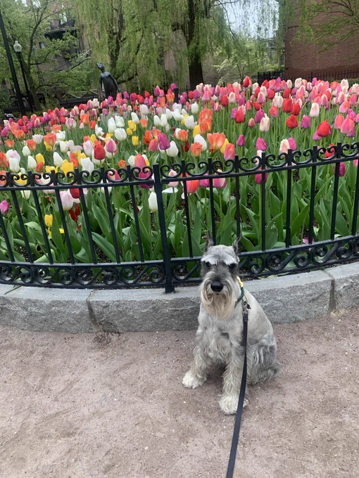 Freshly groomed salt and pepper standard schnauzer sitting looking at camera in front of a bed of colorful spring tulips in peak bloom in a park with a bronze statue in the back