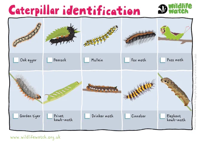 Caterpillar ID guide