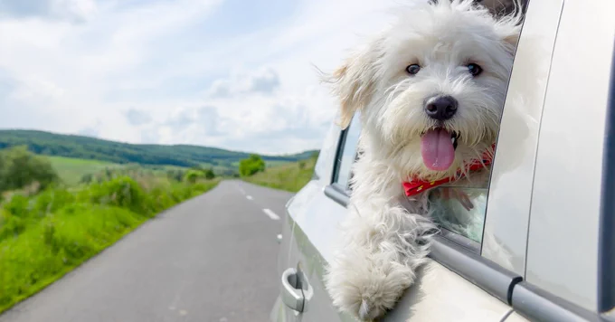 Dog sticking its head out of the car window
