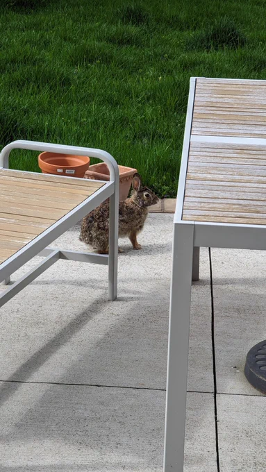 A wild rabbit stands alert on a concrete patio, partially obscured by patio furniture.  He appears generally unconcerned with the nearby human taking his picture.