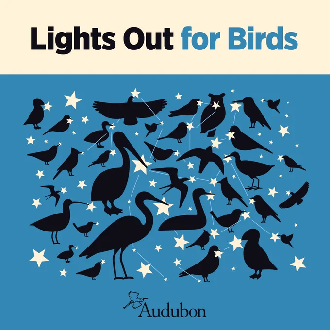 A graphic featuring an illustration of different birds as silhouettes holding stars and text reading: Lights out for birds