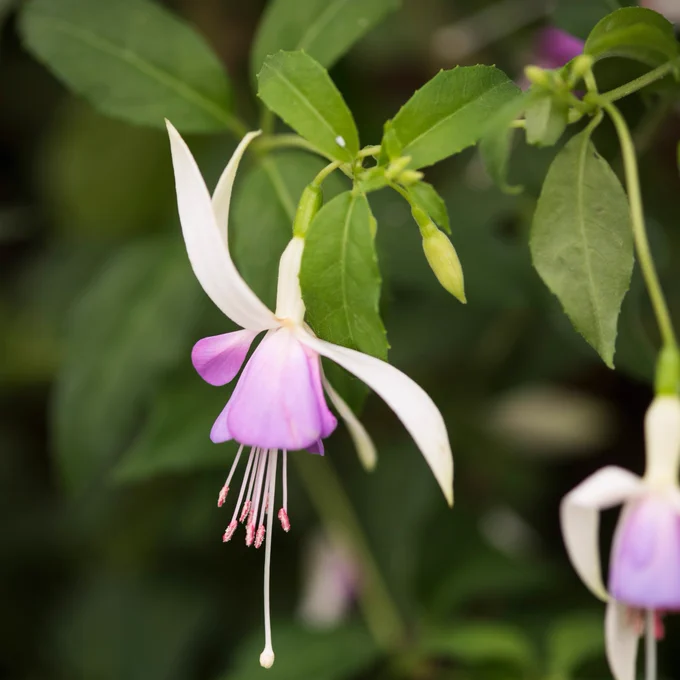 Violet blue petals of the Fuchsia 'Star Wars'. 
