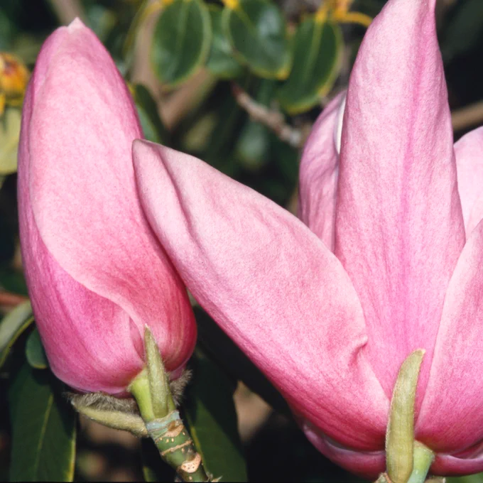 Close up of pink petals of the Magnolia 'Star Wars'. 