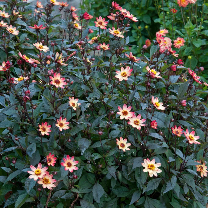Collection of pinkish, yellow and orange flowers of the Dahlia 'Star Wars'. 
