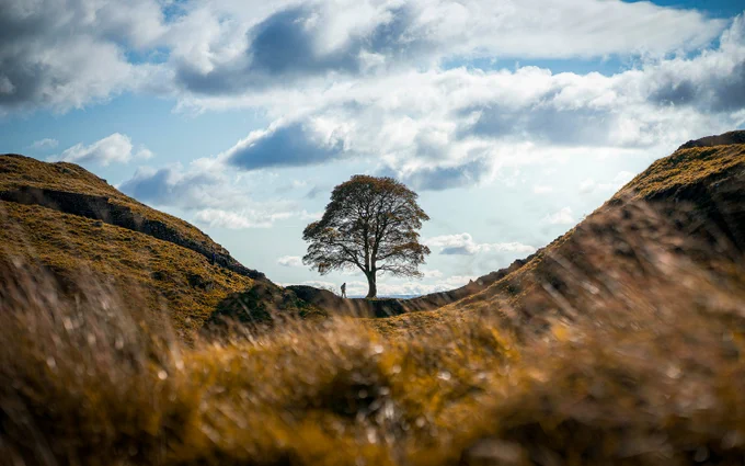 https://unsplash.com/photos/a-lone-tree-on-a-grassy-hill-under-a-cloudy-sky-m3StSUrsi3I