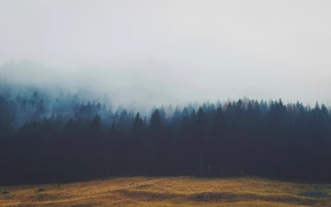 https://unsplash.com/photos/landscape-photography-of-pine-trees-EDSGSKm5jvc