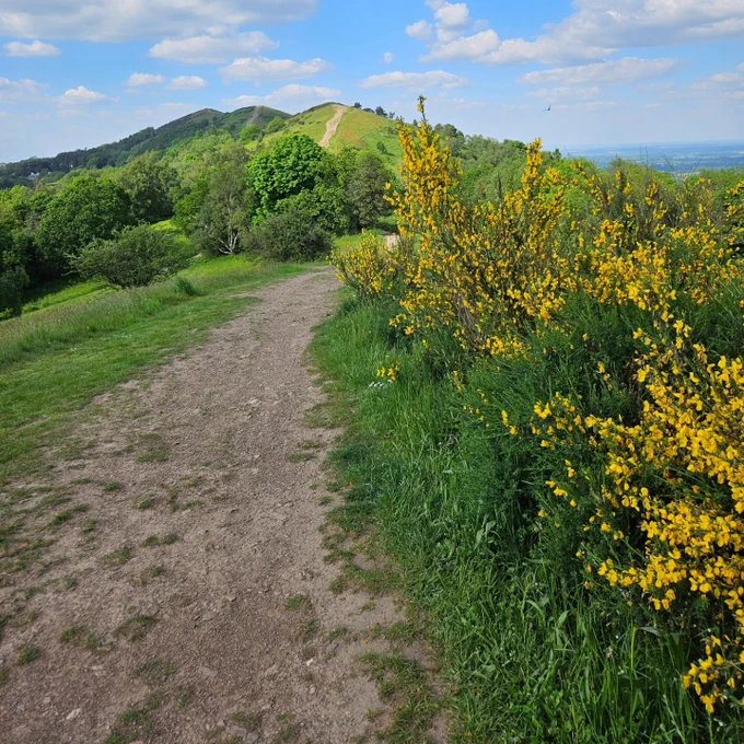 Footpath up ridge past gorse in yellow flowers.