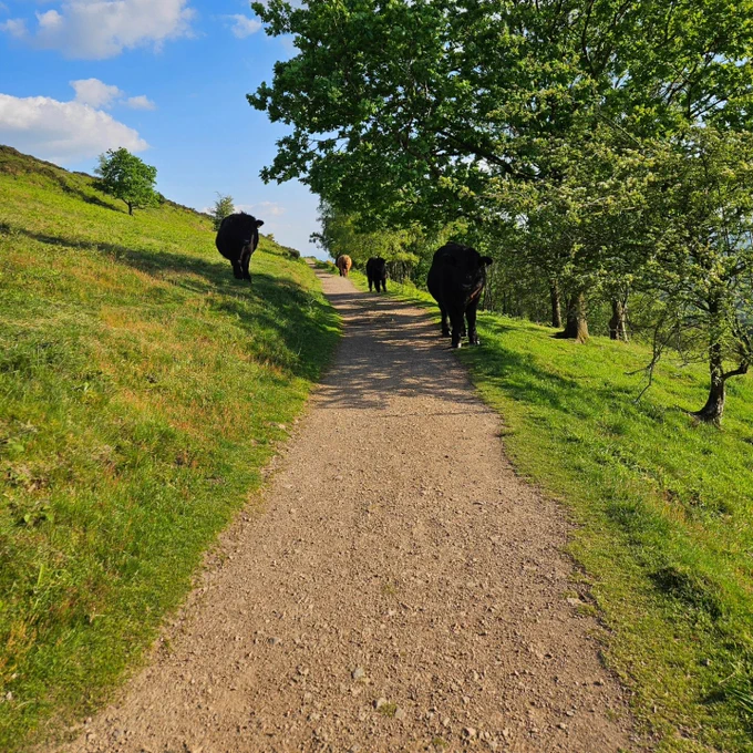Cattle coming down footpath 