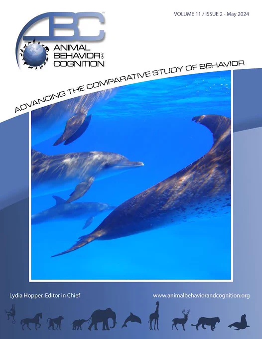 The cover image of the May issue of Animal Behavior and Cognition. The image shows Atlantic spotted dolphins swimming in a group