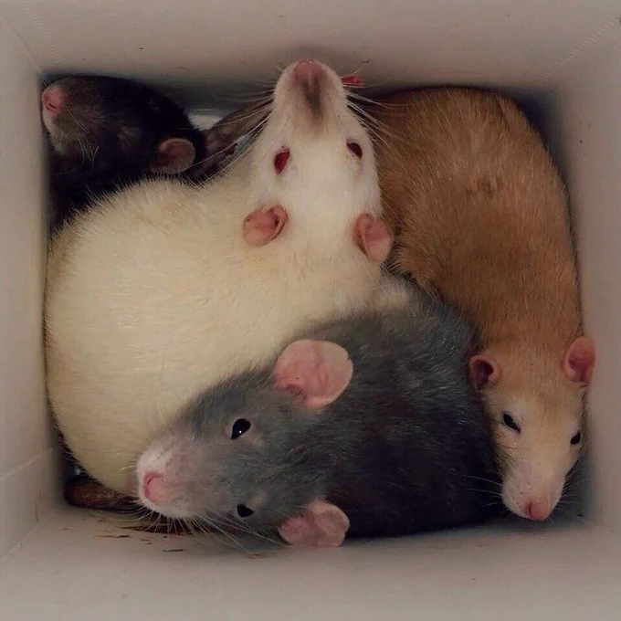 Four rats peer up at you from a cozy box.

Mikush via Pinterest.