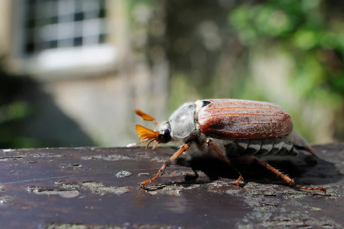 Common cockchafer / Maybug (Melolontha melolontha), crawling on garden bench with house in background
