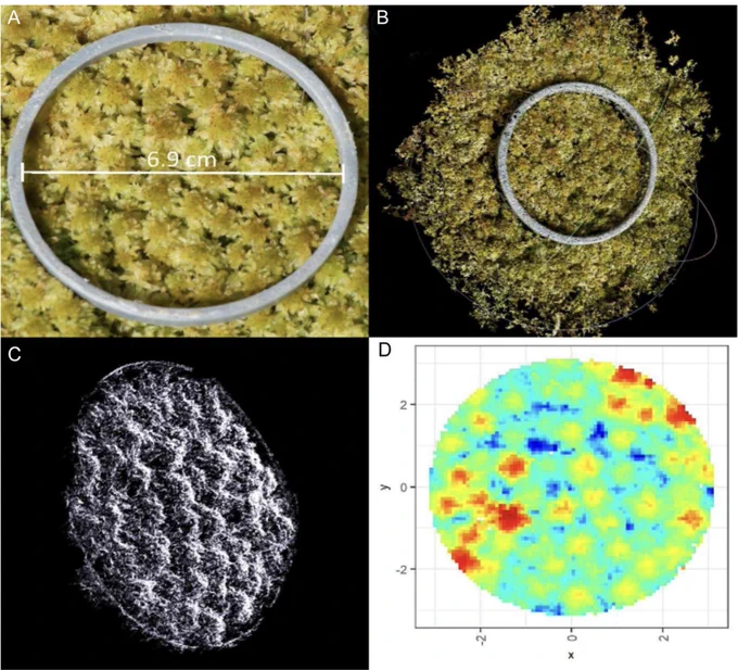 A four-part graphic showing examples of surface photogrammetry. (A) One photograph of Sphagnum canopy with a 69-mm circle; (B) dense point cloud produced after densification; (C) dense point cloud cropped to the sample area; (D) rasterized output of PCA cropped to 30 cm2. The color ramp shows variation in moss surface height (blue lowest and red highest values).
