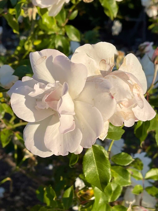 White flowers with leaves and other white flowers blurry in the background