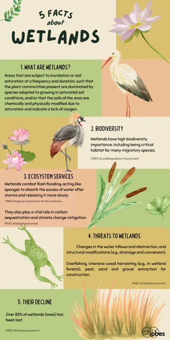 This vertical infographic, titled "5 FACTS about WETLANDS," includes illustrations and key points about wetlands:

Definition of wetlands as areas subject to soil saturation, with adapted plant communities and modified soils.
Biodiversity: They have critical importance for biodiversity, especially as habitats for migratory species.
Ecosystem Services: Wetlands mitigate flash flooding and play a role in carbon sequestration and climate change mitigation.
Threats: They face risks from changes in water inflows, overfishing, and land use changes like drainage.
Decline: Over 85% of wetland areas have been lost.
IPBES #GlobalAssessment, Regional Assessment for the Americas and #LandDegradation Assessment are featured as sources. The visuals include a stork, a lotus flower, a frog, and a tuft of grass, each representing wetland characteristics and inhabitants.