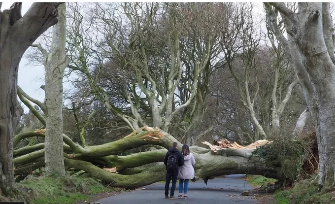Dark hedges photo- credit Bob McCallion.