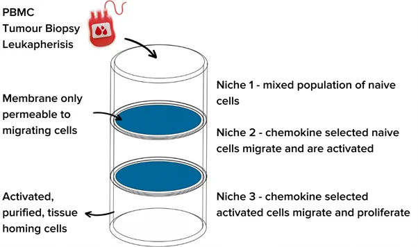 The CoED Bioreactor purifies cells based on their ability to migrate through a cell permeable membrane in response to a specified set of chemokines. Naive cells migrate from tissues in Niche 1 to Niche 2. In Niche 2 cells are activated so that they change their migratory phenotype. Activated cells are then recruited to Niche 3 by a set of chemokines specific for activated cells. Purified, differentiated, proliferating cells are harvested from Niche 3. This system mimics the natural migration of immune cells in and out of lymph nodes.