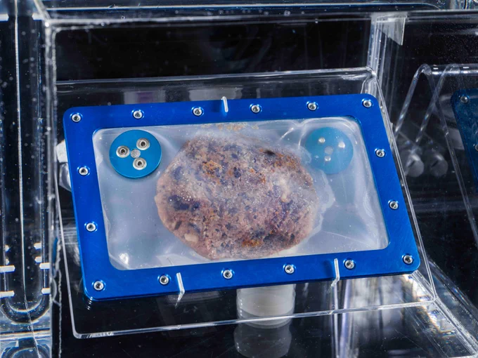 A chocolate chip cookie inside a soft plastic container  that forms around the cookie. The container has a rigid blue border. The container is inside a larger square plastic case, which is not fully seen.