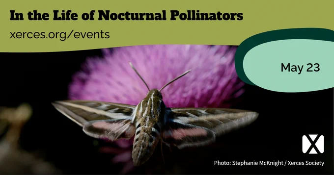 “In the Life of Nocturnal Pollinators” May 23. A white-lined sphinx moth hovers in front of a flower. While the camera flash illuminates the moth, the black background indicates it is nighttime.
