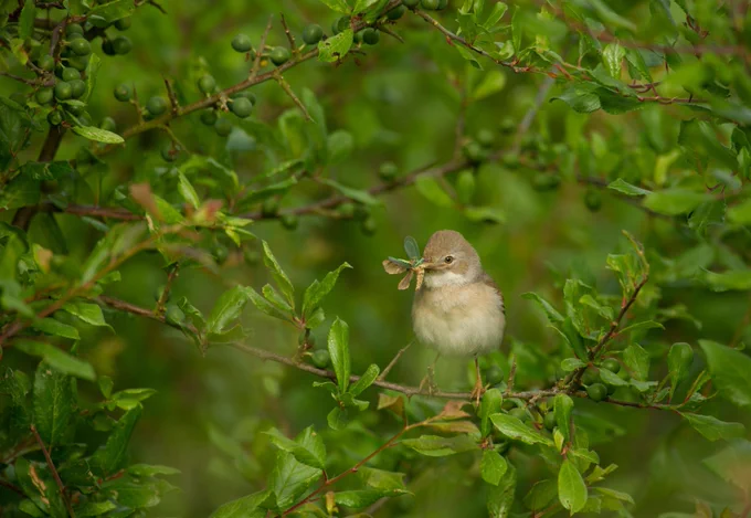Whitethroat Sylvia communis Portrait of an adult perched in a hedgerow with some food for its young.