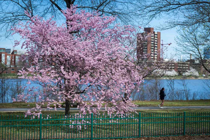 Magnolia Tree in full bloom in front of the Charles River on Boston University's campus. The grass is green and there is a person walking past in the distance. 