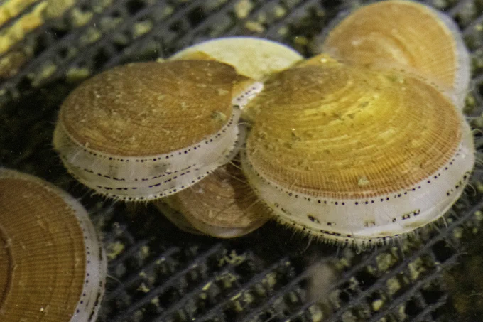 Six small orange Atlantic sea scallops about the size of a quarter.