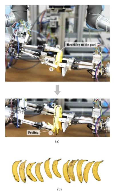 Proposed GC-DA imitation learning (a) can peel real bananas of various shapes (b) using a general-purpose dual-arm robot. (a) Part of the automated banana peeling sequence in which the robot extends its end-effector to the banana (1–2) and peels it (3–4). (b) Example bananas used in the evaluation.
