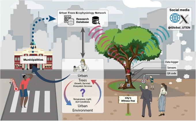 Schematic representation of a witness tree in a city, and the expected outputs of the sensors installed on it.
