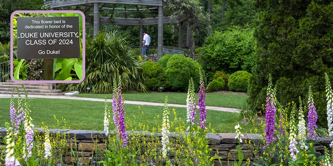 A garden pergola surrounded by shrubs and a lawn, with purple and white foxgloves and yellow flowers in the foreground. An inset photo shows a plaque that says, "This flower bed is dedicated in honor of the Duke University Class of 2024. Go Duke!"