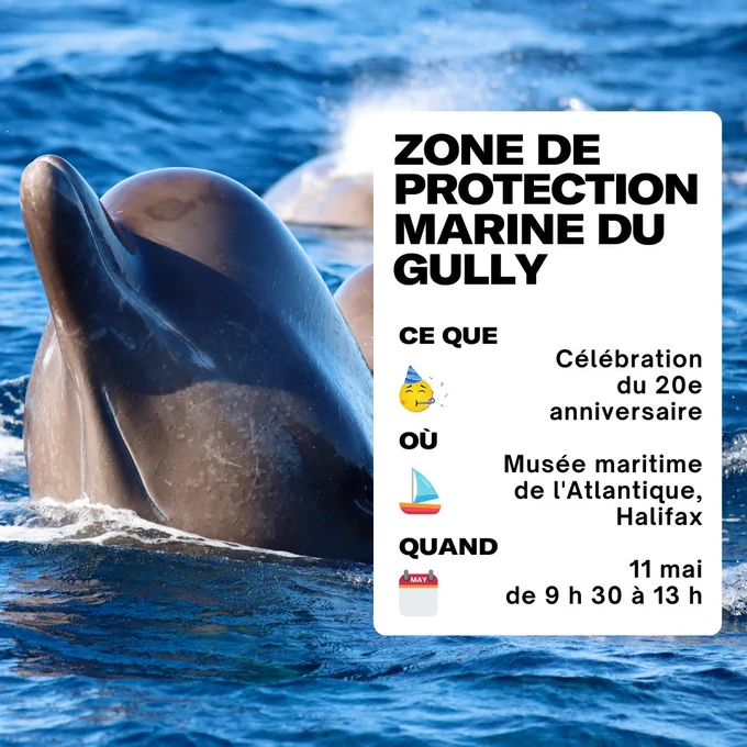 On peut voir une baleine à bec nager dans l'eau. Le texte se lit comme suit : « aire marine protégée du gully. Quoi : célébration du 20e anniversaire. Où : Musée maritime de l'Atlantique, Halifax : Musée maritime de l'Atlantique, Halifax. Quand : le 11 mai de 9h30 à 13h : 11 mai de 9h30 à 13h ».