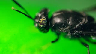 A closeup of a black soldier fly.