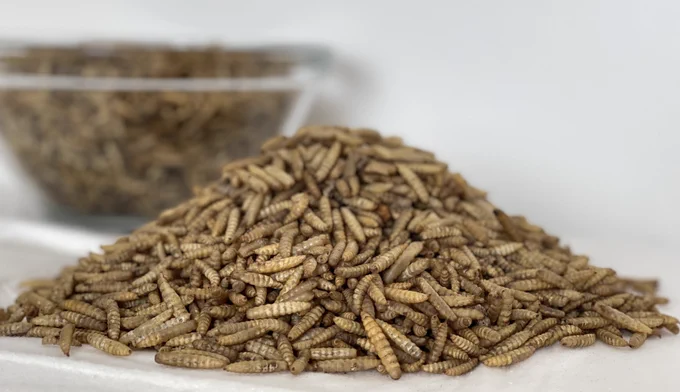 A closeup of a pile of larvae.