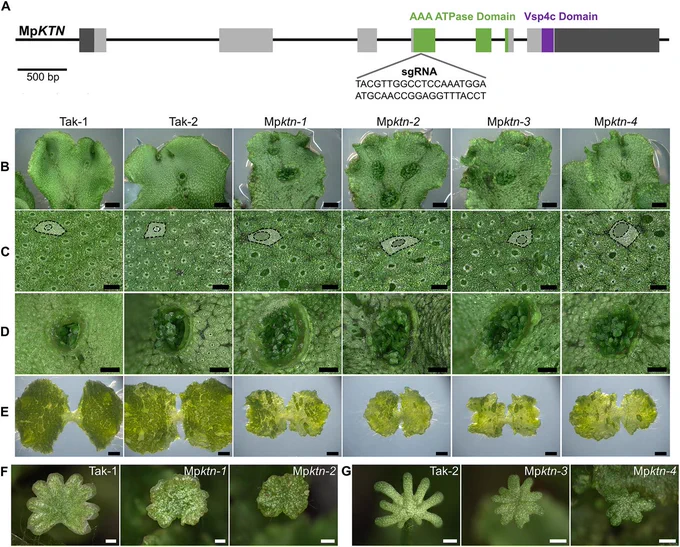 Figure 1: KTN is required for tissue and organ development in M. polymorpha.