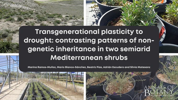 Transgenerational plasticity to drought: contrasting patterns of non-genetic inheritance in two semi-arid Mediterranean shrubs