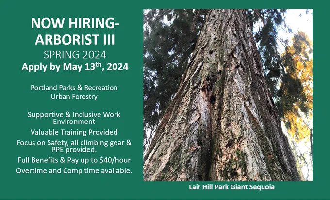 Tree and text that says 'NOW HIRING- ARBORIST III SPRING 2024 Apply by May 13th, 2024 Portland Parks & Recreation Urban Forestry Supportive & Inclusive Work Environment Valuable Training Provided Focus on Safety, all climbing gear & PPE provided Full Benefits & Pay up to $40/hour Overtime and Comp time available.'