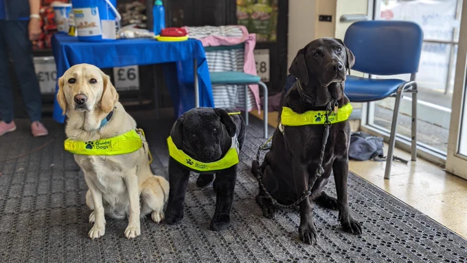 A yellow Labrador Retriever and a black Labrador, both guide dogs wearing their yellow harnesses, with a toy black guide dog between them.