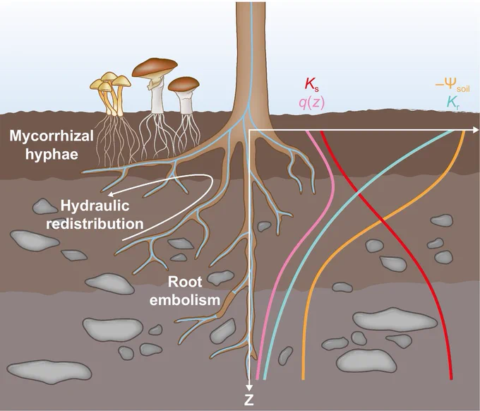 Illustration of the key mechanisms of root water uptake, including association with mycorrhizal fungi, hydraulic redistribution, and root embolism.
