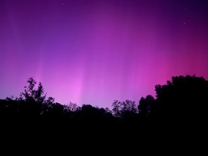 Violet Northern Lights behind a black silhouette of trees.