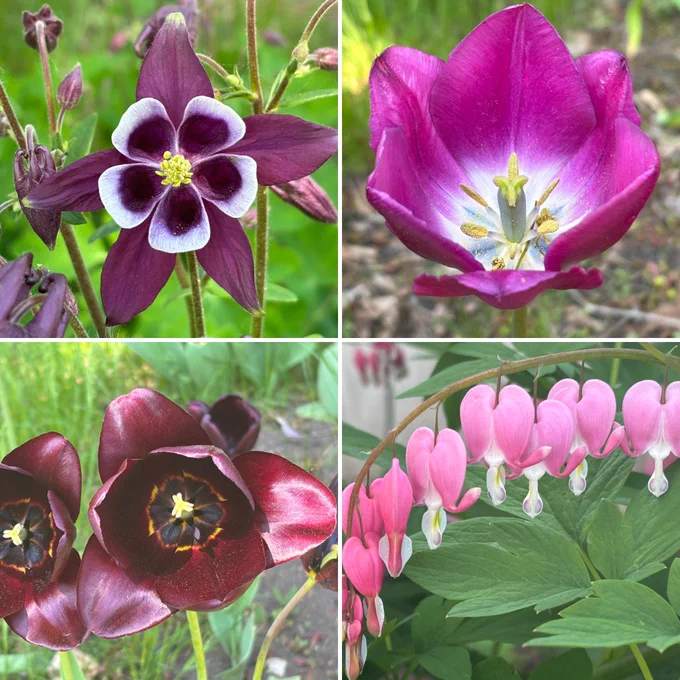 A two by two grid with images of flowers, clockwise from top left, columbine, magenta tulip, bleeding hearts, wine-colored tulips.