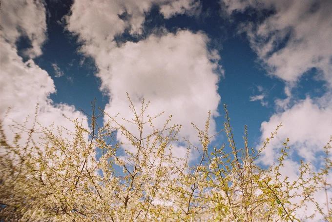 Colour photograph of a blue sky and clouds above blossoming trees 