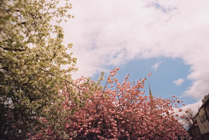Colour photograph of cherry blossom in Musselburgh