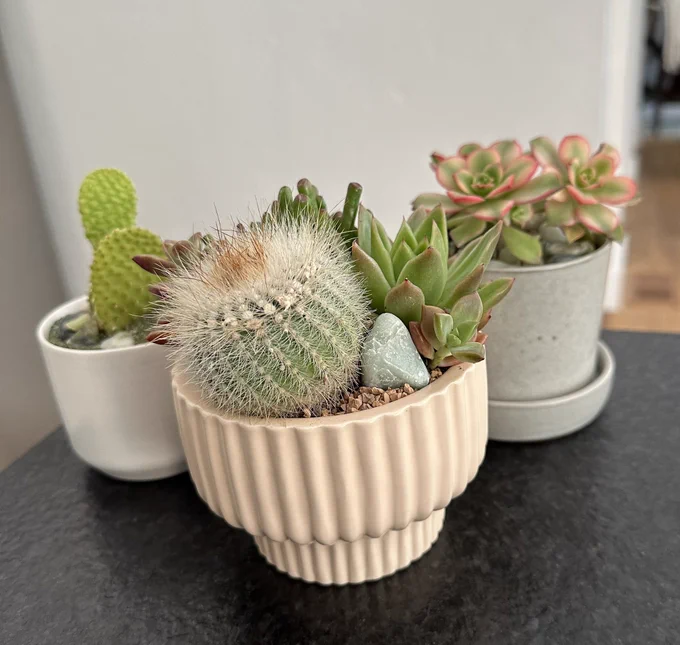 Three small pots with various succulents.
