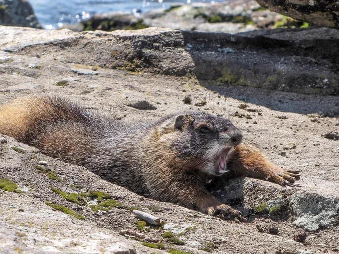 I will not go! A marmot sprawled out and barking as the weekend comes to a close.