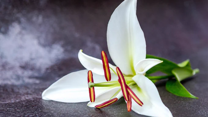 A white lily flower.