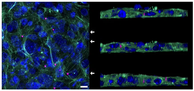 Confocal images of a 3D epidermis cell culture model with intracellular nanolasers. Shown are nuclei (Hoechst, blue) and F-actin (phalloidin, green) as well as semiconductor nanodisk lasers (magenta). Scale bar, 10 μm.