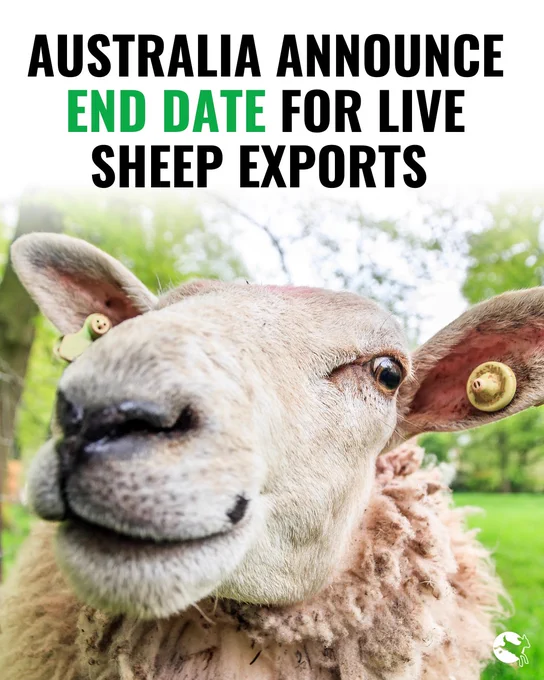 Australia announce end date for live sheep exports 