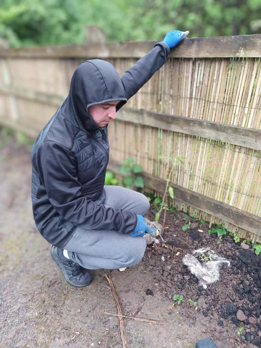 Volunteer planting Sunflower